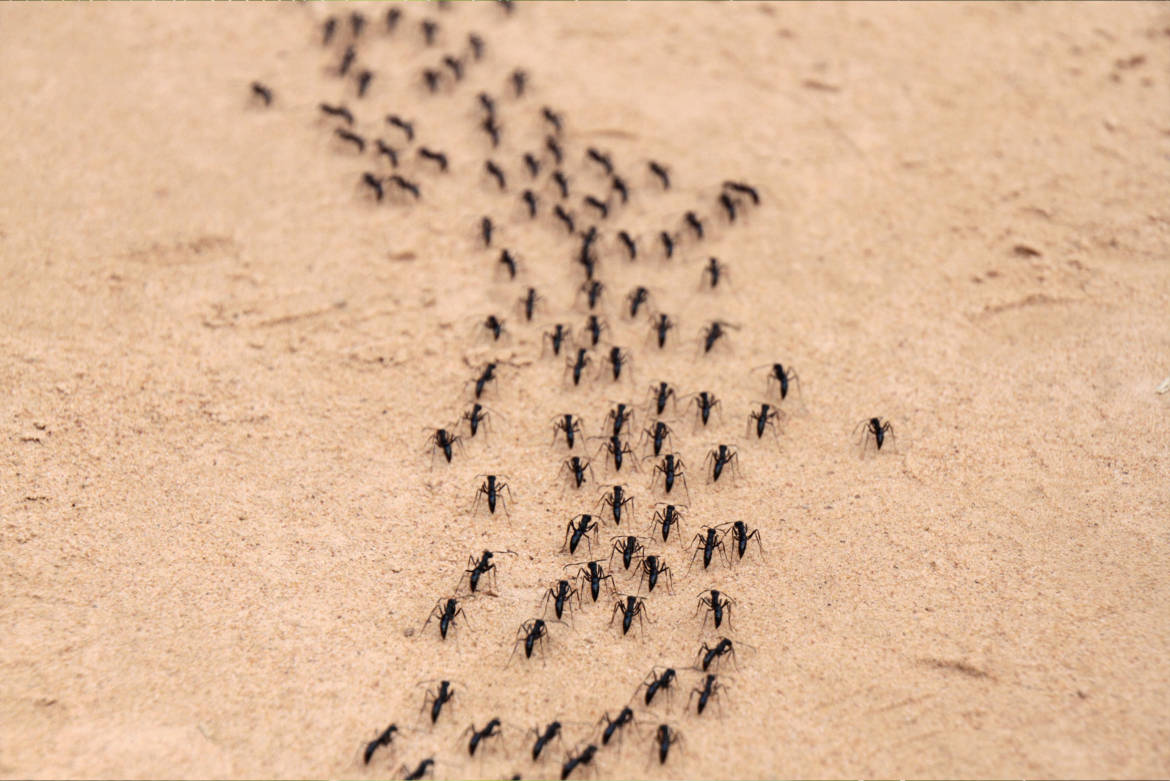 ants-in-line.jpg