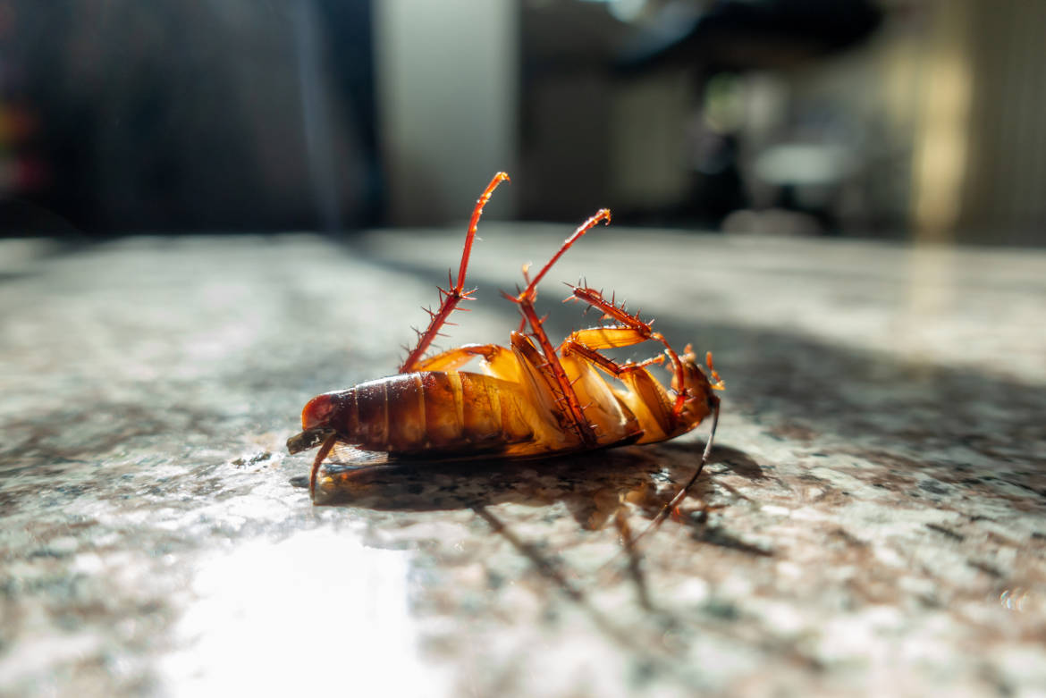 dead-cockroach-on-floor1.jpg